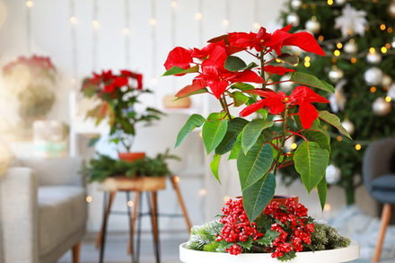 Christmas Plants: A Splash of Holiday Cheer