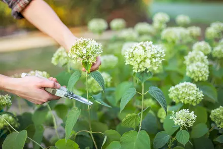 Cut flower garden, when should I pick my flowers?