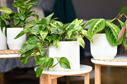 Embrace Greenery: Houseplants for the New Year