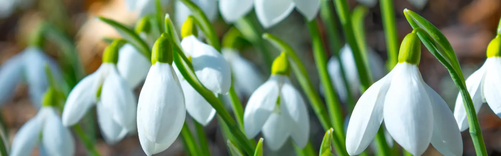 February garden jobs