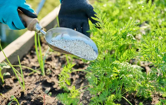 Feed now, thrive later