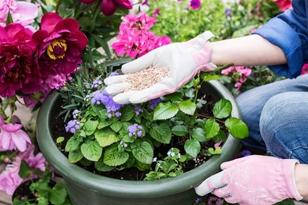 Feeding summer-blooming plants