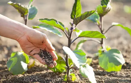 Fertilise Summer Veggies Fertilise Summer Veggies