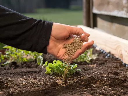 Fertilize Your Garden Plants