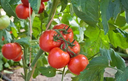 Give Your Tomatoes a Helping Hand!