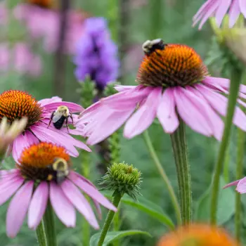 Grow Native Flowers for a Thriving Garden Grow Native Flowers for a Thriving Garden