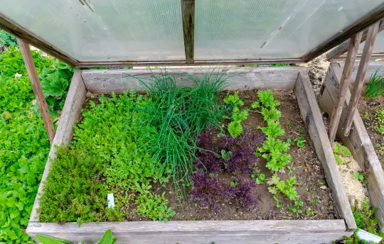 Hardening-off season