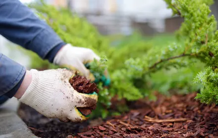 Hot tips for hot days: mulching