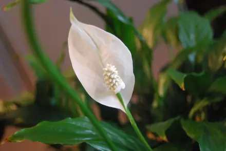 Houseplants Care Tips for Winter