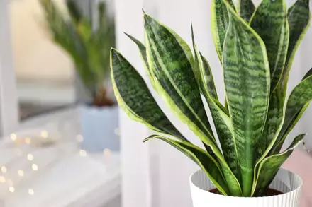 Houseplants that clean the air