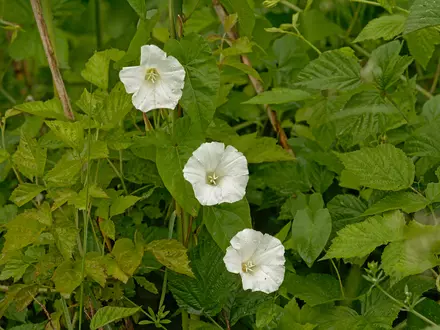 How To Get Rid Of Hedge Bindweed: The Dreaded Plant That Won't Go Away