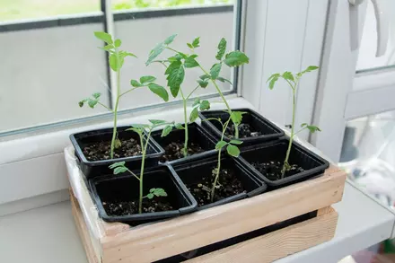 How to grow your seedlings