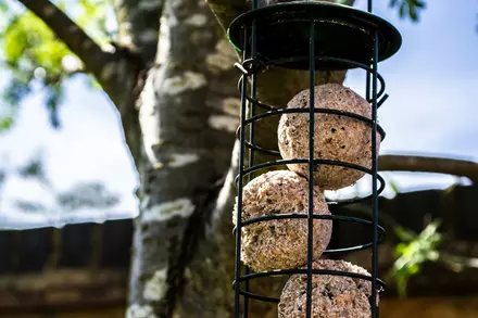 How to Make Fat Balls for Birds