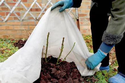 How to Protect your Plants in Winter