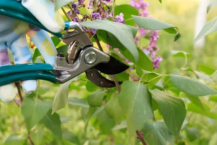 How to Prune Shrubs