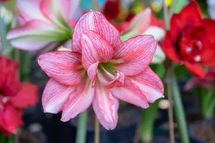 How to Store your Amaryllis Bulbs