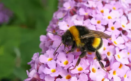 How to support the bumble bees