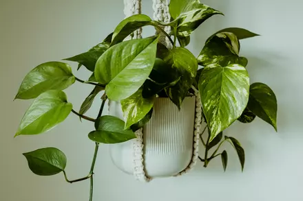 How to Train Your Climbing Houseplant