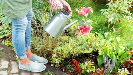 How to Water Your Plants in Summer