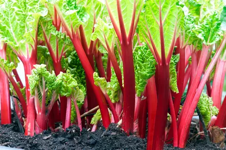 I want to grow a vegetable garden. Where do I start? I want to grow a vegetable garden. Where do I start?