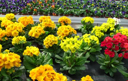 It’s Pansy & Primula Season!