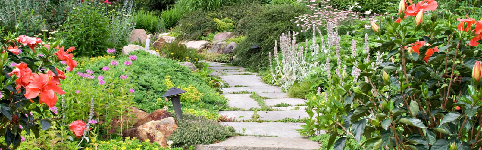 Enough garden jobs to do in June!