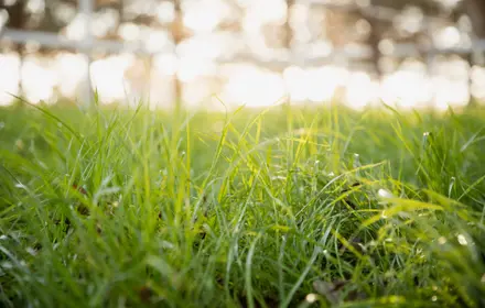Keep grass healthier in the summer heat