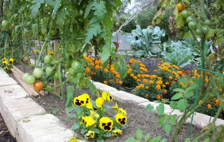 Keep pests away naturally Keep pests away naturally