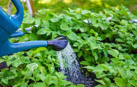Keep Watering Until the First Frost Keep Watering Until the First Frost