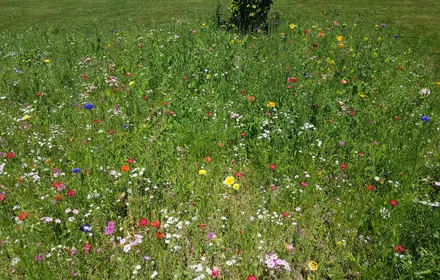 Leave a wild patch to support wild life