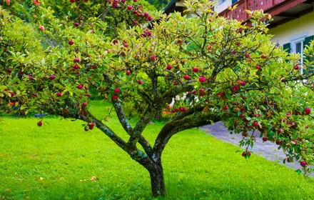 Now is the Perfect Time to Plant Trees, Shrubs, and Perennials Now is the Perfect Time to Plant Trees, Shrubs, and Perennials