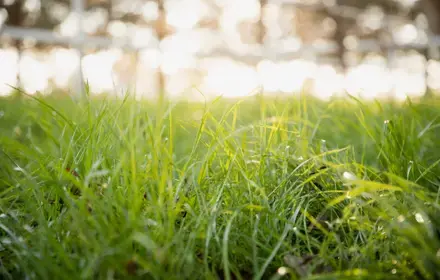 Oh my lawn!