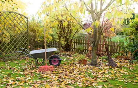 Oh my lawn!