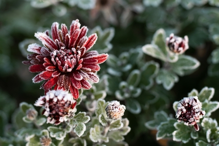 Overwintering Your Fuchsias and Pelargoniums