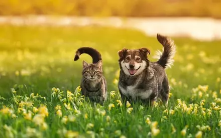 Pet-friendly garden plants Pet-friendly garden plants