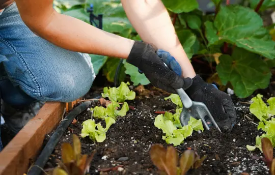 Plan your fall garden