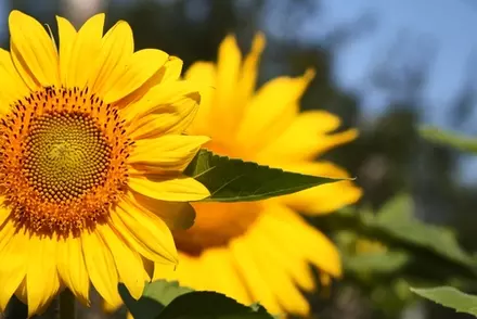 Plant care: what does it mean when a plant needs 'full sun'