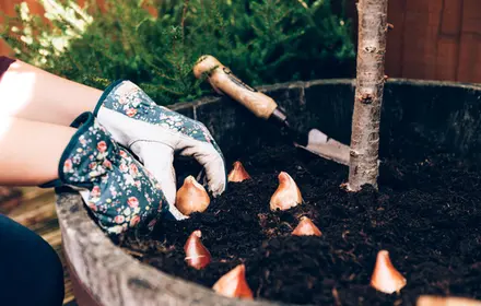 Planting bulbs in the fall