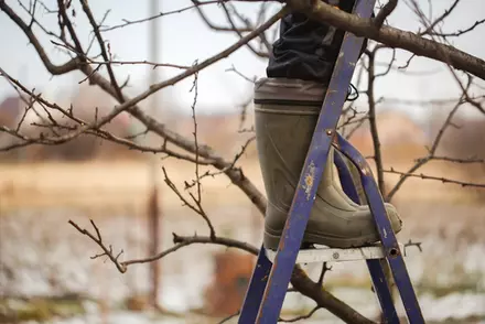 Pruning Trees and Shrubs in Winter