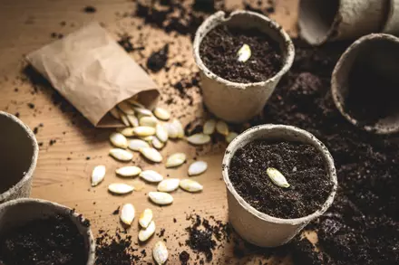 Seed sowing guide
