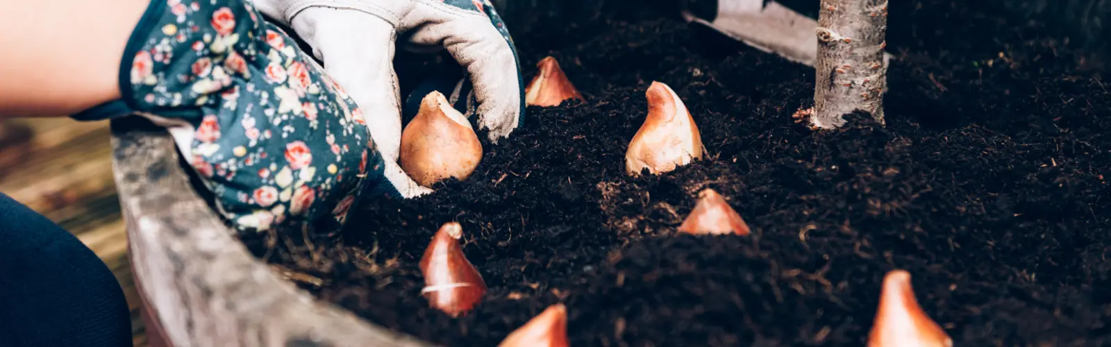 September garden jobs