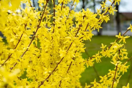 Spring flowering bushes: when to plant, prune and move?