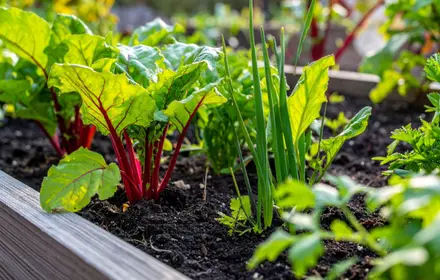Start planning your veggie garden