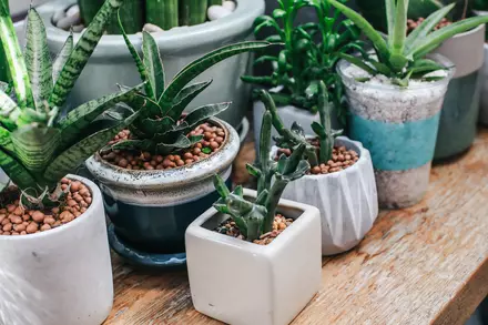 Succulent Care Guide