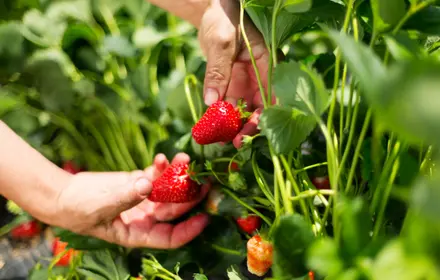 The harvest season has begun!