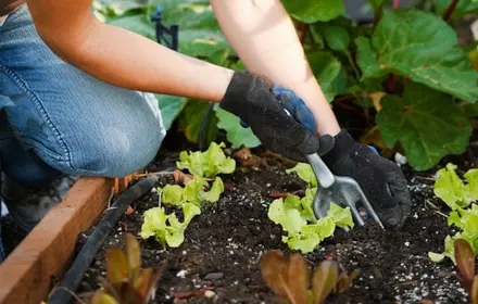 Think Ahead, Harvest Longer!