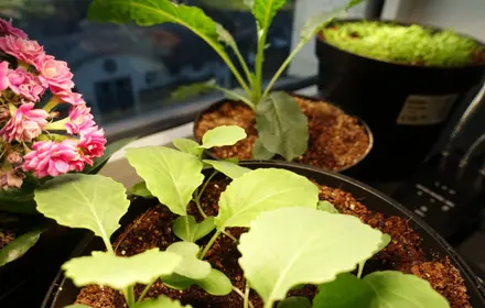 Time to Start Cool-Season Seeds Indoors!