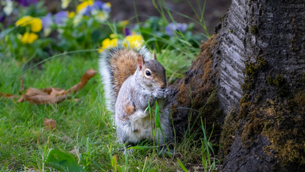 Tips for Welcoming Autumn's Wildlife