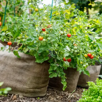 Tomato time! Bury the stems for bigger harvests! Tomato time! Bury the stems for bigger harvests!
