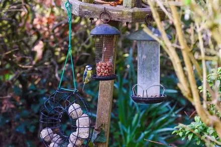 Top Tips for Feeding Birds in Winter